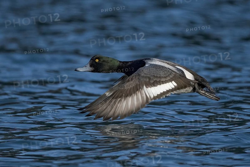 Greater Scaup (Aythya marila) male flying, Alaska, USA