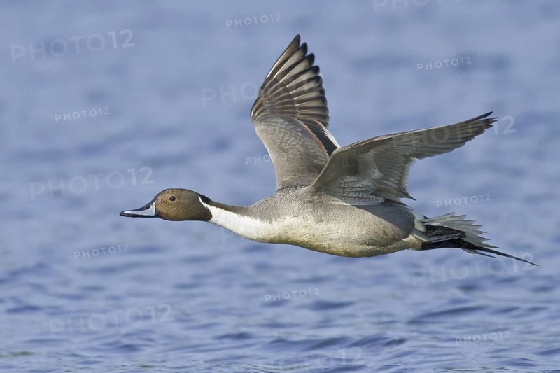 Northern Pintail (Anas acuta) male flying, British Columbia, Canada