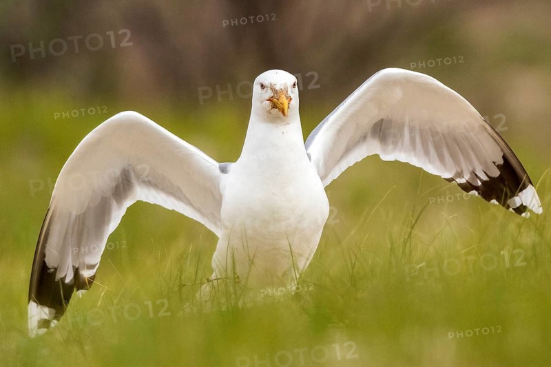 Caspian Gull (Larus cachinnans), Romania