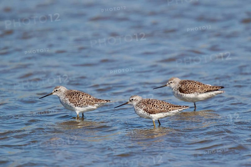 Marsh Sandpiper (Tringa stagnatilis) group foraging, Lesvos, Greece