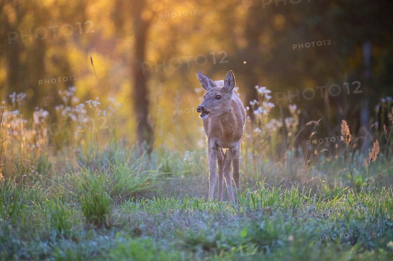 Roe deer (Capreolus capreolus) at attention in a forest clearing near Abendstimmumg, Tyrol. Austria