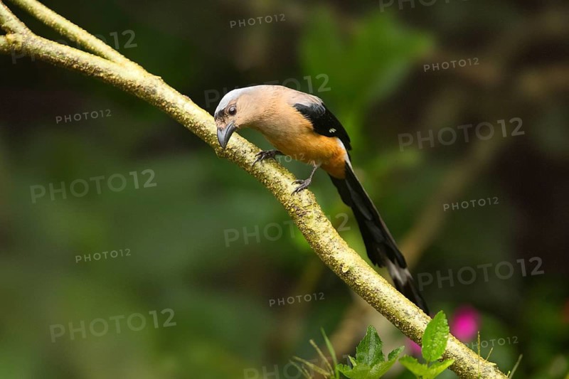 Bornean Treepie (Dendrocitta cinerascens) perched on a branch, Sabah, Malaysia