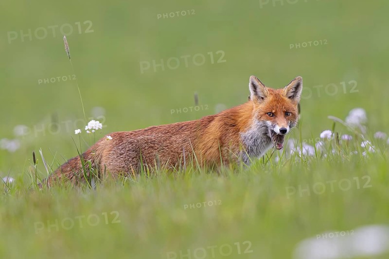 Red fox (Vulpes vulpes), close-up, adult on a flowering meadow has a field mouse between its teeth and is eating while looking into the camera, Hesse, Germany