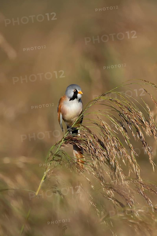 Bearded tit or reedling (Panurus biarmicus) adult male bird on a reed seedhead in a reedbed, England, United Kingdom