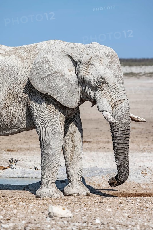 African elephant (Loxodonta africana), male, animal portrait, Nebrowni waterhole, Etosha National Park, Namibia