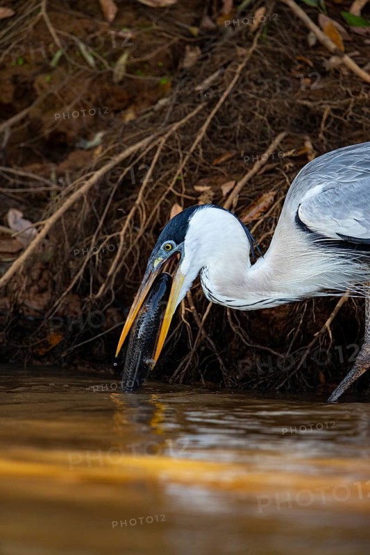 Cocoi Heron (Ardea cocoi) Pantanal Brazil