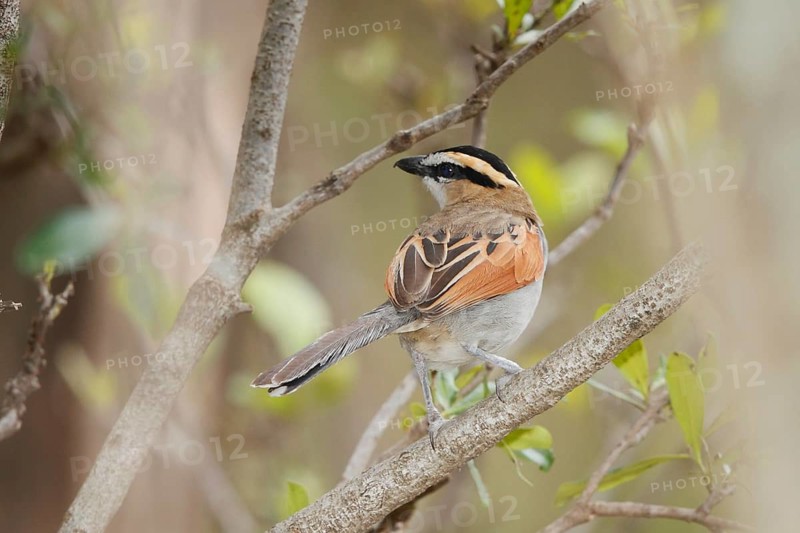 Black-crowned Tchagra (Tchagra senegalus), Masai Mara, Kenya