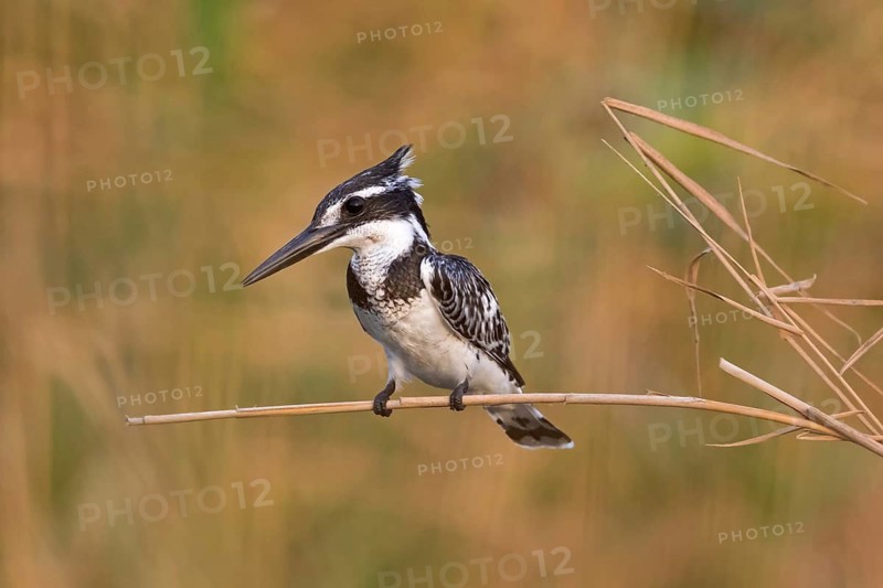 Grey Kingfisher, (Ceryle rudis), kingfisher, animals, birds, kingfisher family, perch, Lahavot HaBashan Fish Ponds, Hula Valley, Northern District, Israel