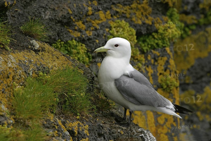 Black-legged Kittiwake (Rissa tridactyla), Alaska, USA