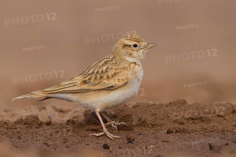 Short-toed Lark - Kurzzehenlerche - Calandrella brachydactyla ssp. rubiginosa, Morocco, adult