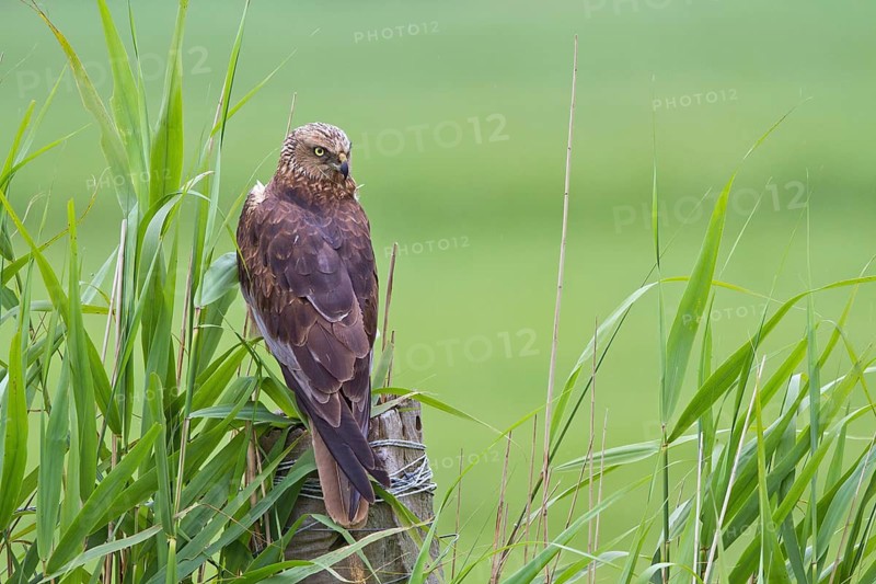 Western Marsh Harrier (Circus aeruginosus) female perched on a pale, Noord Holland, Netherlands