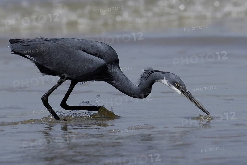 Western Reef Heron (Egretta gularis) foraging, Gambia