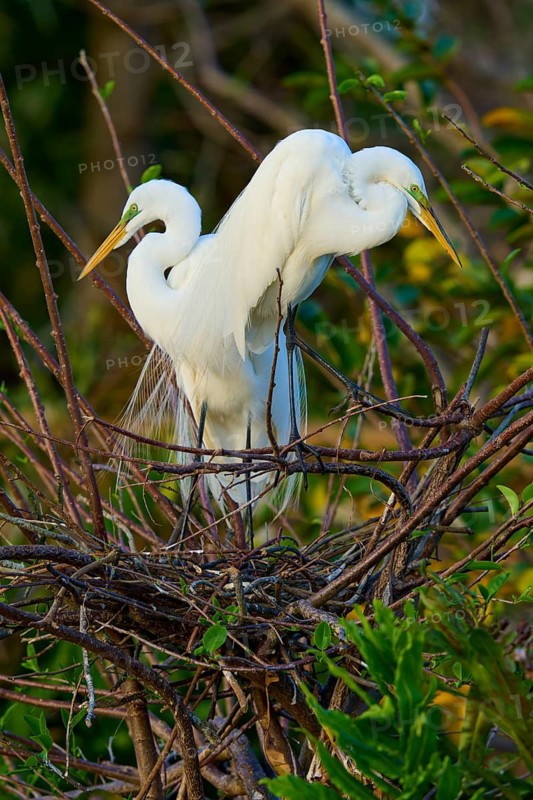 Two great egrets (Ardea alba), in nest, spring, Wakodahatchee Wetlands, Delray Beach, Florida, USA