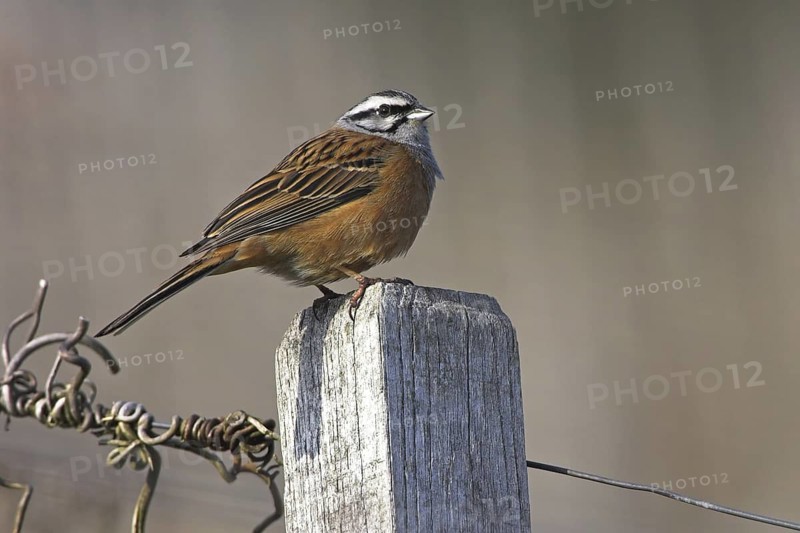 Rock Bunting (Emberiza cia), Rhineland-Palatinate, Germany