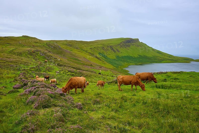 Idyllic scene with cows on green hills near a calm lake under a cloudy sky, Loch Mor Viewpoint, Loch Mor, Isle of Skye, Scotland, United Kingdom, United Kingdom