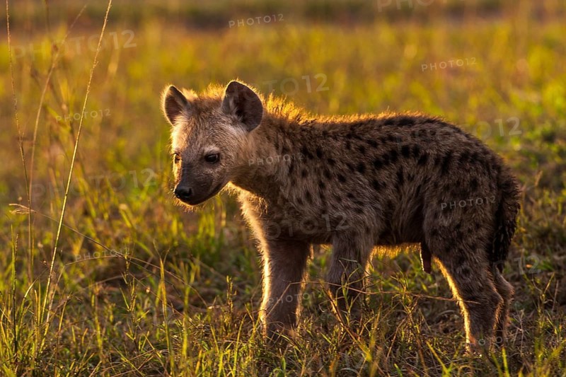 Spotted hyena in the evening sun, Kenya, Masai Mara, (Crocuta crocuta), Masai Mara, Kenya