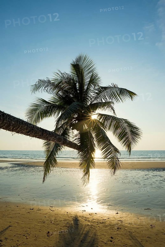 Sandy beach beach with coconut palms, Khlong Chao Beach, sunset, Koh Kood, Koh Kut, Gulf of Thailand, Thailand