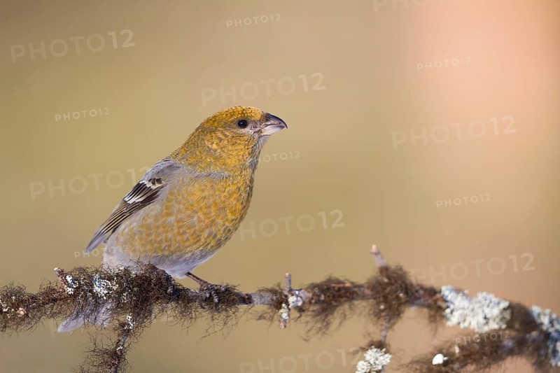 Pine Grosbeak - Hakengimpel - Pinicola enucleator, Finland