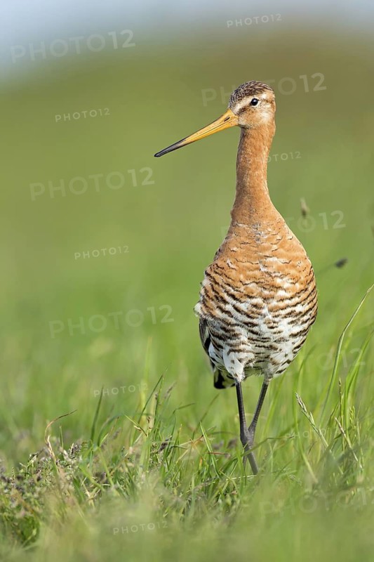 Black-tailed Godwit (Limosa limosa), Texel, Netherlands