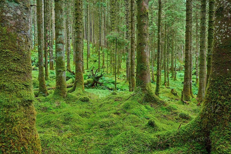 Dense forest with gnarled, moss-covered trees, Loch Awe, Scotland, United Kingdom, Great Britain