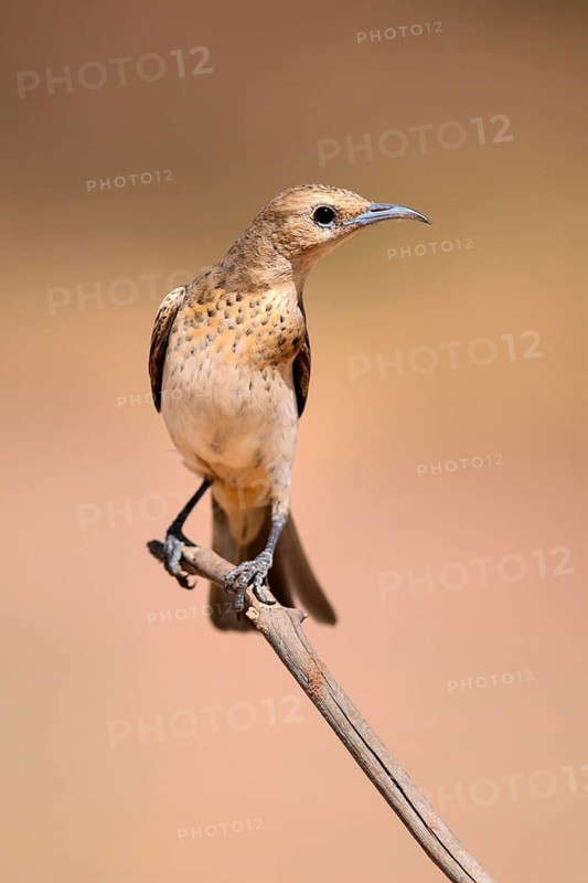Pied Honeyeater (Certhionyx variegatus) female perched on a branch, Victoria, Australia