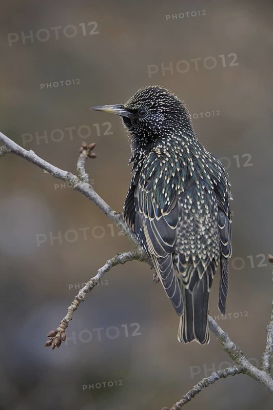 Common Starling (Sturnus vulgaris), Saxony, Germany
