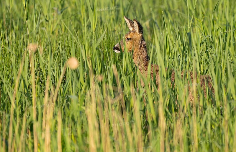 Roe deer (Capreolus capreolus), doe standing in a wet meadow, in a wetland biotope, wildlife, Lower Saxony, Germany