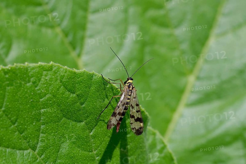 Common scorpionfly (Panorpa communis), wing, leaf, colourful, A top view of the Common scorpionfly