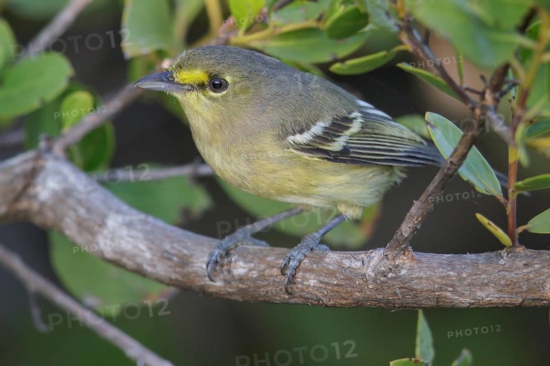 Thick-billed Vireo (Vireo crassirostris) perched on a branch in Cuba
