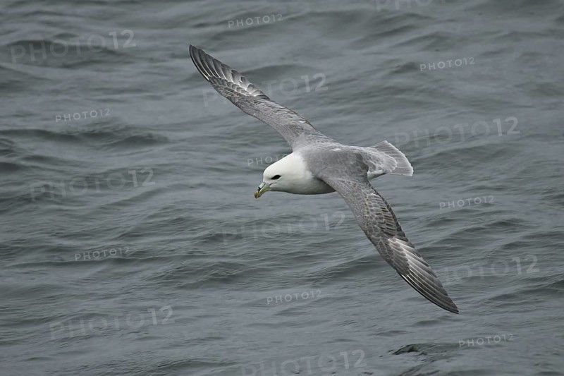 Northern Fulmar (Fulmarus glacialis) flying, offshore, Germany