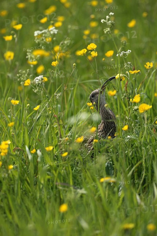 Eurasian curlew (Numenius arquata) pecking large insect from flowering buttercup (Ranunculus) Lofoten, Norway, Scandinavia