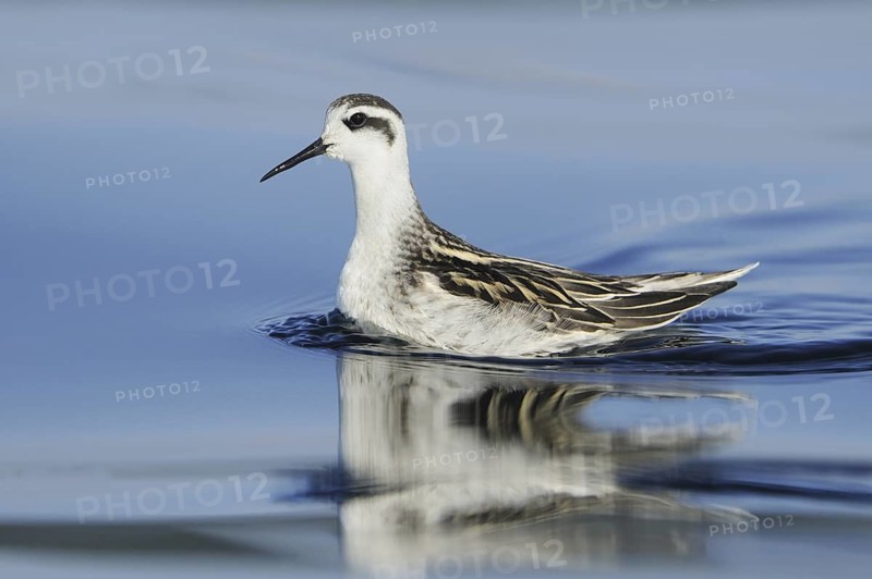 Red-necked Phalarope (Phalaropus lobatus), British Columbia, Canada