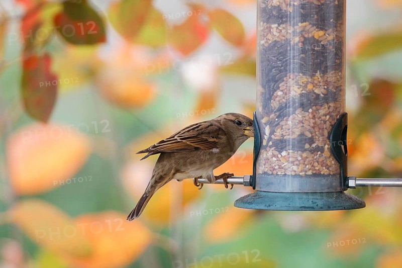 Sparrow eating seeds from a feeder. seasonal bird feeding. Bad Salzschlirf, Hessen, Germany