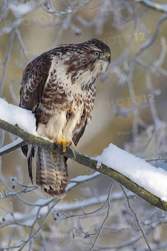 Mäusebussard, lat. Buteo buteo; in verschneiter Baumkrone sitzend; aufmerksam blickend; auf einem Fuss stehend