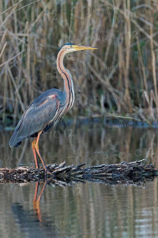 Purple heron (Ardea purpurea) at the water's edge, Baden-Württemberg, Germany