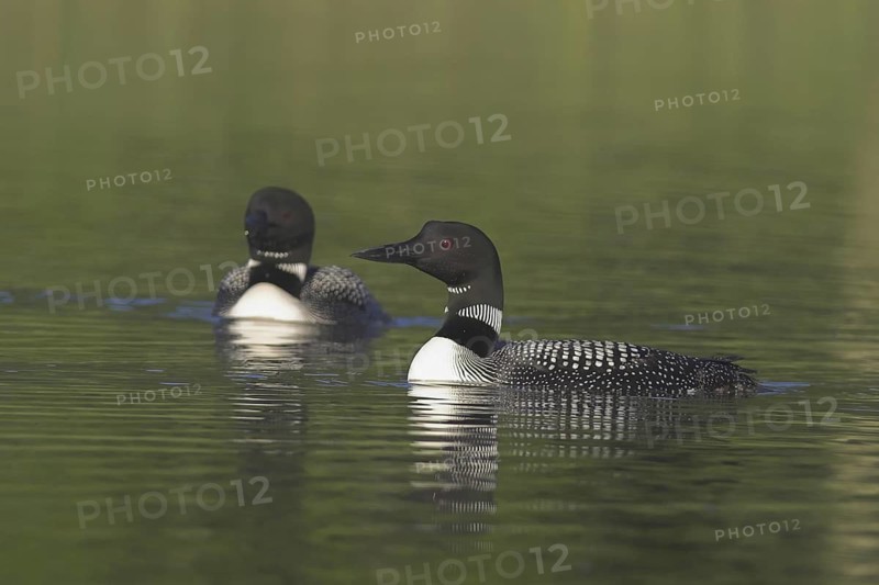 Great Northern Loon (Gavia immer), Ontario, Canada