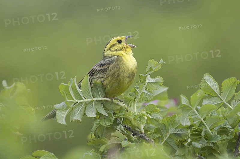 Yellowhammer (Emberiza citrinella) singing, Mecklenburg-Western Pomerania, Germany