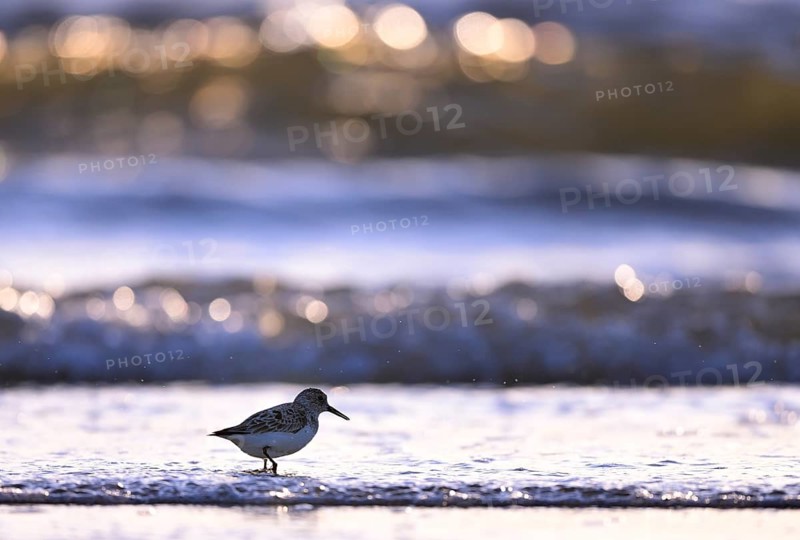 Sanderling (Calidris alba) on the beach with waves, Texel, North Holland, Netherlands