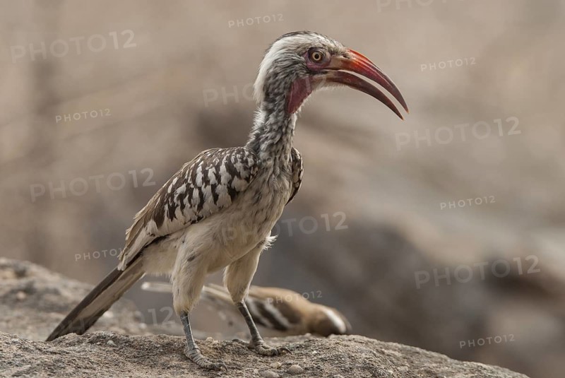 Western Red-billed Hornbill (Tockus kempi), Hwange, Zimbabwe