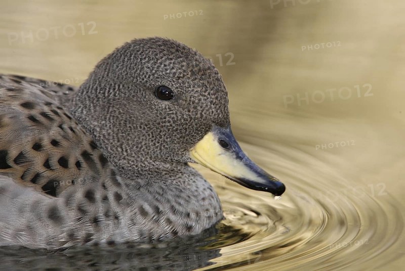 Yellow-billed Teal (Anas flavirostris), Arizona, USA