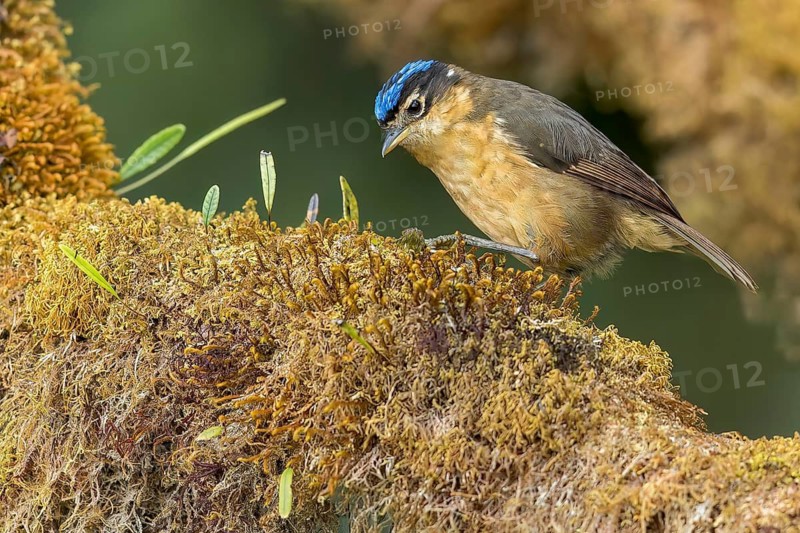 Blue-capped Ifrit (Ifrita kowaldi) perched on a branch in Papua New Guinea
