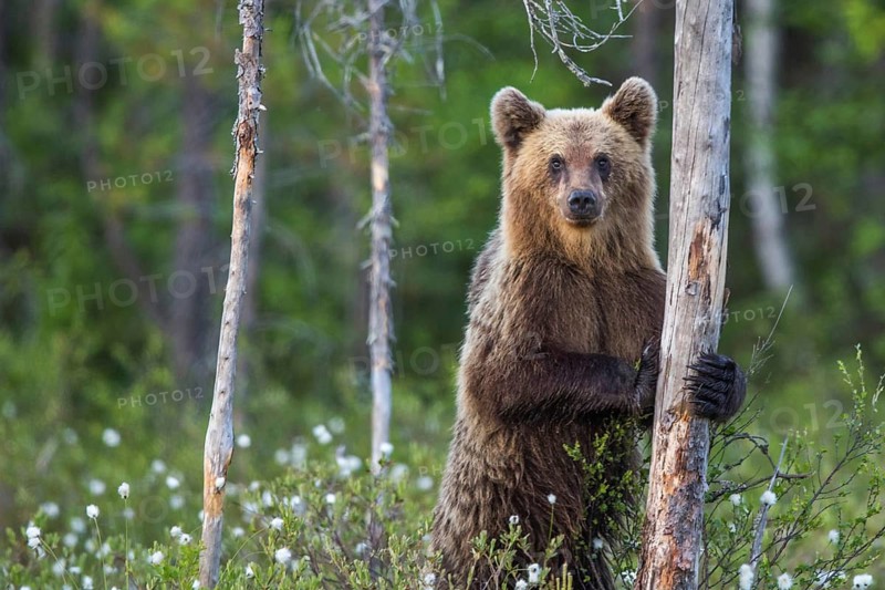 European brown bear (Ursus arctos), Europe, Scandinavia, Finland
