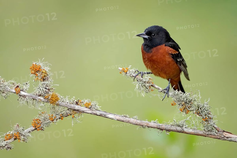 Orchard Oriole (Icterus spurius) male, Texas, USA