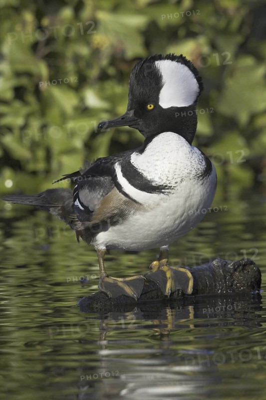Hooded Merganser (Lophodytes cucullatus) male, British Columbia, Canada