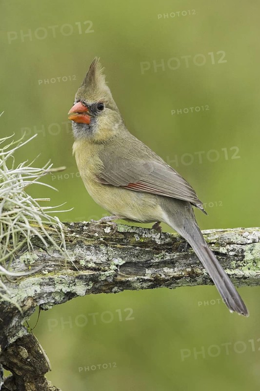 Northern Cardinal (Cardinalis cardinalis), Texas, USA