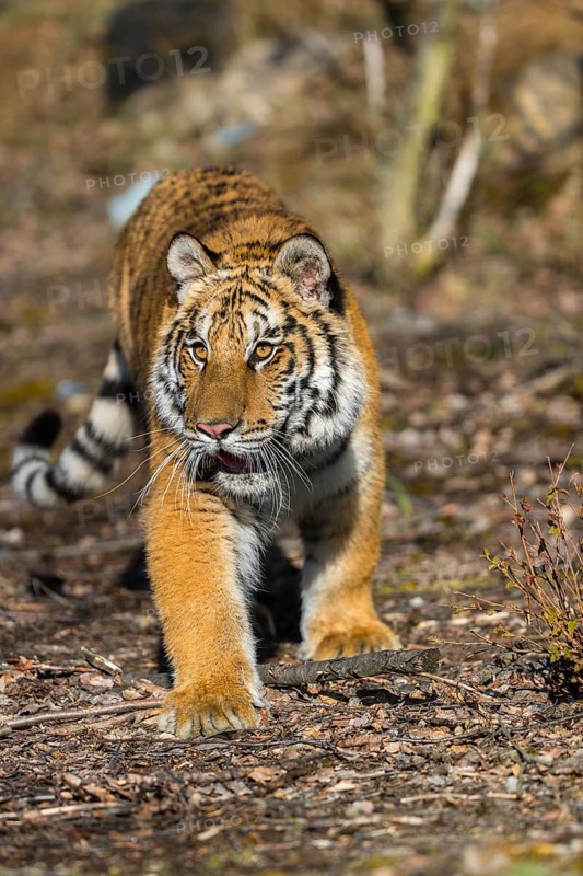 One young female Siberian Tiger, Panthera tigris altaica, walking thru a birch tree forest. Early morning light