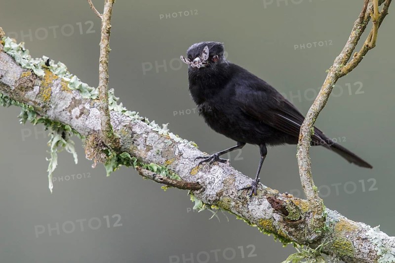 Velvety Black Tyrant (Knipolegus nigerrimus) perched on a branch in the Atlantic rainforest of southeast Brazil
