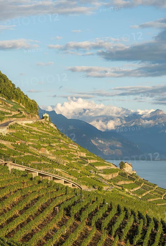 Vineyard terraces under the golden sunlight in the Lavaux region, overlooking the serene Lake Geneva with the Swiss Alps in the background