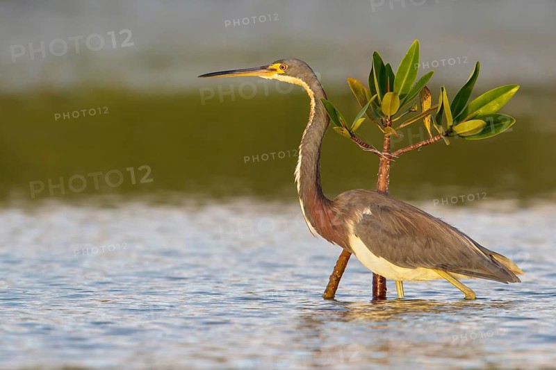 Tricolored Heron (Egretta tricolor) feeding in a lagoon in Cuba