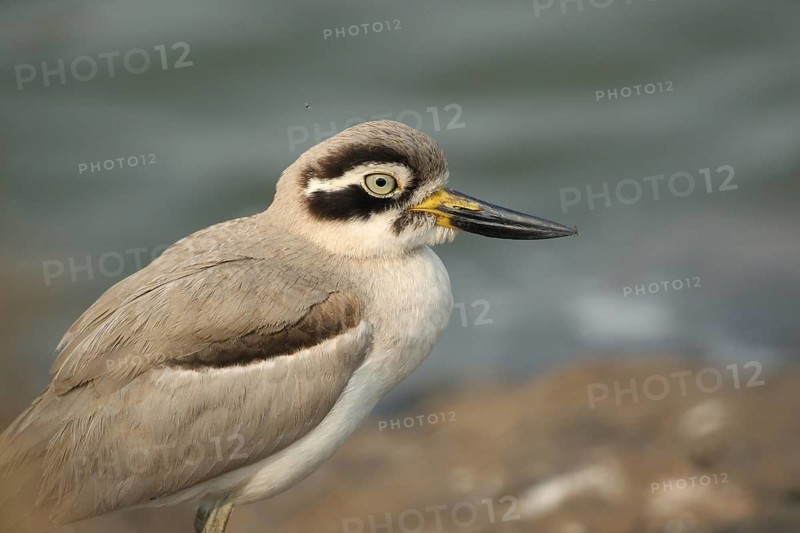 Great Stone-curlew (Esacus recurvirostris), Rajasthan, India